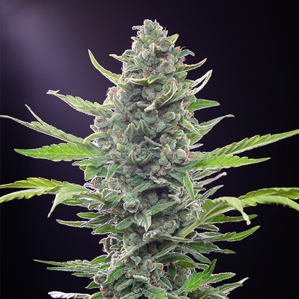ROYAL CRITICAL AUTO X5 ROYAL QUEEN SEEDS-5