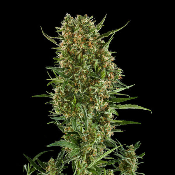 ROYAL CRITICAL AUTO X5 ROYAL QUEEN SEEDS-4