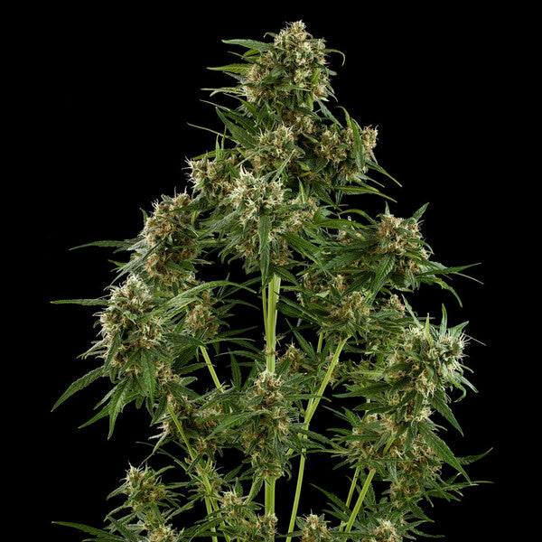 ROYAL CRITICAL AUTO X 3 ROYAL QUEEN SEEDS