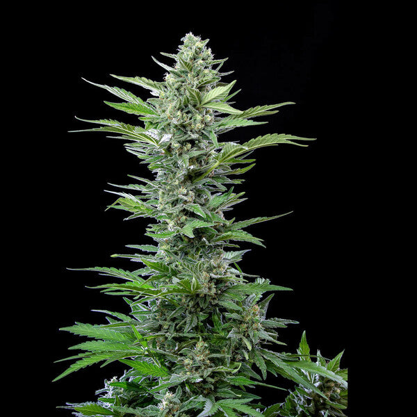 ROYAL CRITICAL AUTO X5 ROYAL QUEEN SEEDS-3