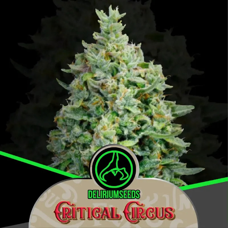 CRITICAL CIRCUS FAST X4 DELIRIUM SEEDS