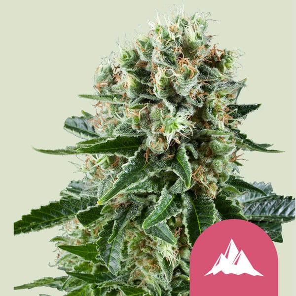 CRITICAL KUSH FEM X5 ROYAL QUEEN SEEDS