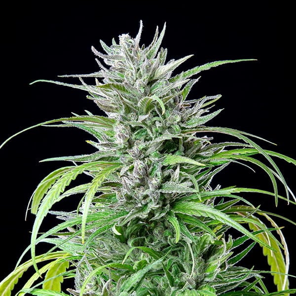 CRITICAL KUSH FEM X3 ROYAL QUEEN SEEDS