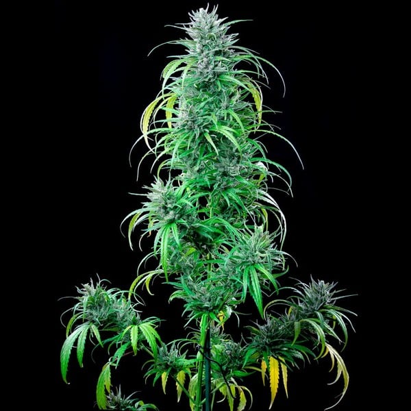 CRITICAL KUSH FEM X3 ROYAL QUEEN SEEDS