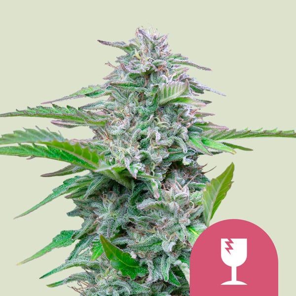 CRITICAL FEM X1 ROYAL QUEEN SEEDS-1