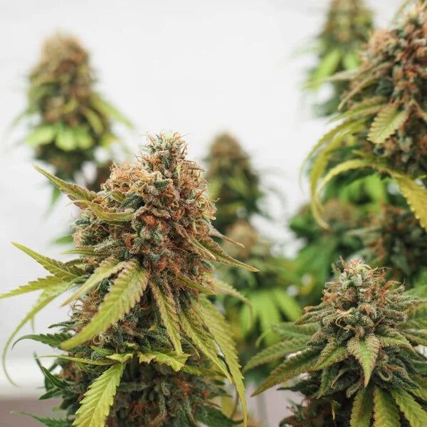 CRITICAL FEM X 3 ROYAL QUEEN SEEDS