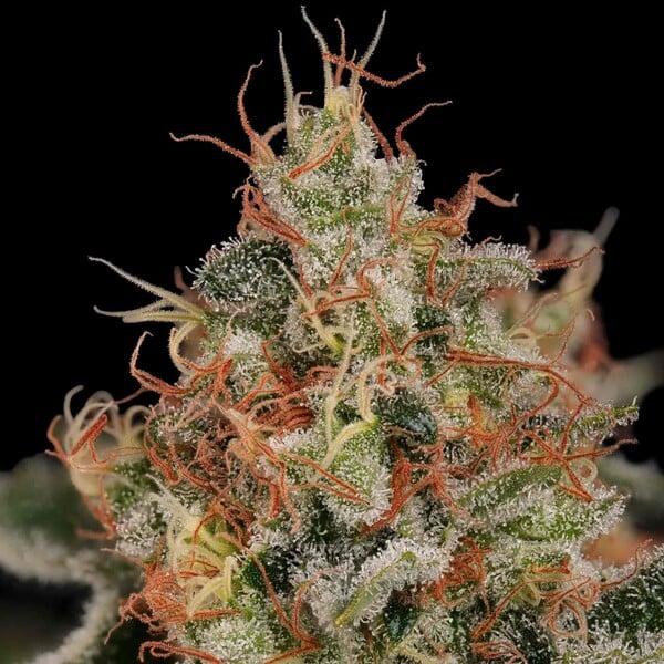 CRITICAL FEM X5 ROYAL QUEEN SEEDS