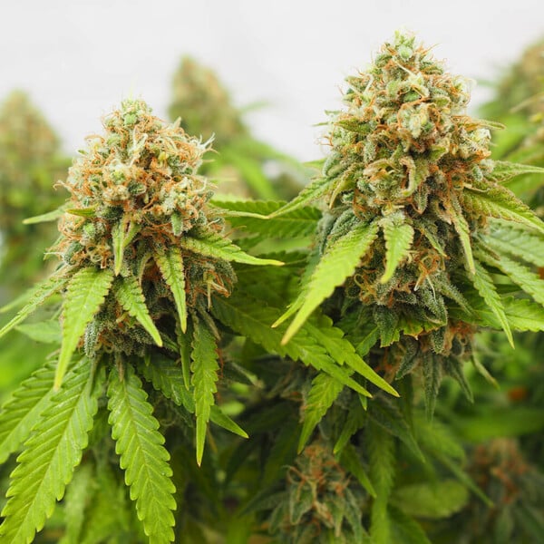 CRITICAL FEM X1 ROYAL QUEEN SEEDS-4