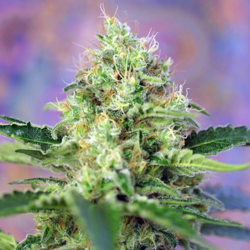 CRYSTAL CANDY FEM X3+1 - SWEET SEEDS-1