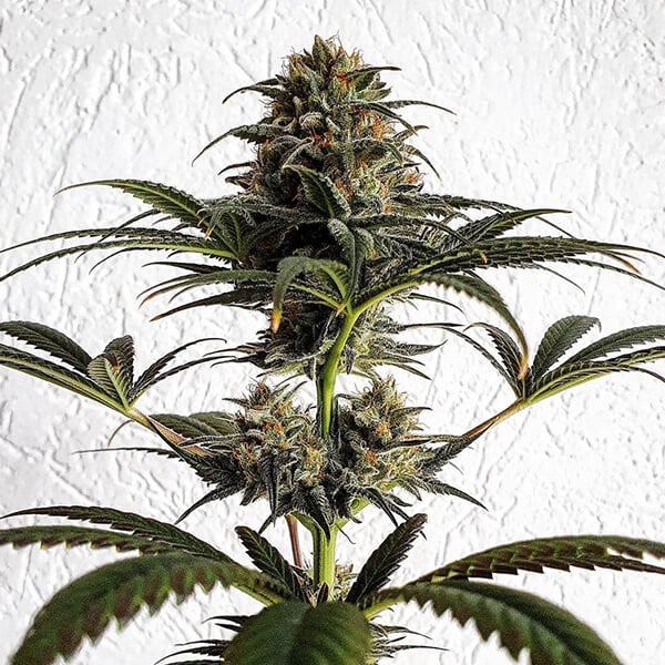 DANCE WORLD CBD FEM X1 ROYAL QUEEN SEEDS-5
