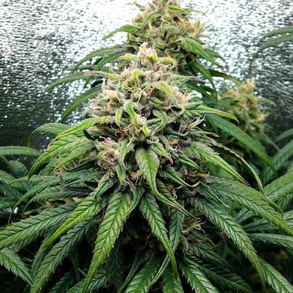 DANCE WORLD CBD FEM X1 ROYAL QUEEN SEEDS-2