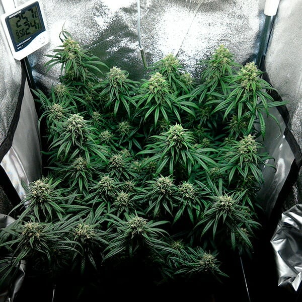 DANCE WORLD CBD FEM X1 ROYAL QUEEN SEEDS-4