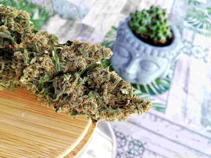 ASSORTED MIX AUTO X10 - BUDDHA SEEDS-4