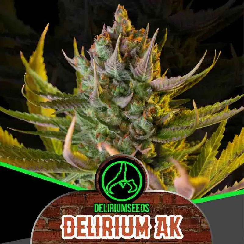 DELIRIUM AK FAST X4 DELIRIUM SEEDS-3