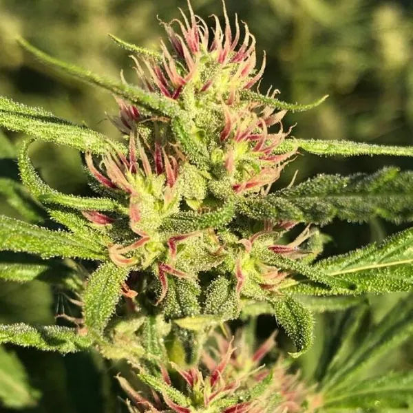 PUNTO ROJO FEM X4 DELIRIUM SEEDS-3
