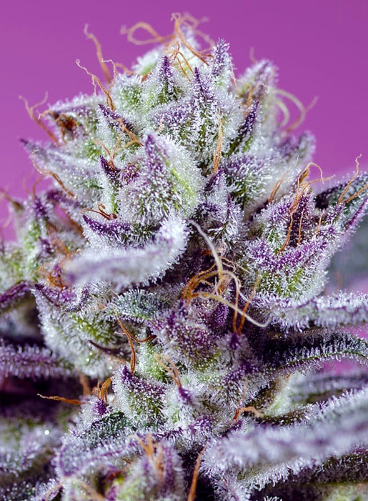 DIABLOS DELIGHT XL AUTO X3+1 - SWEET SEEDS-1
