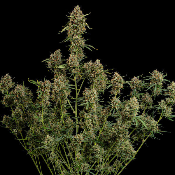 DIESEL AUTO X 3 ROYAL QUEEN SEEDS