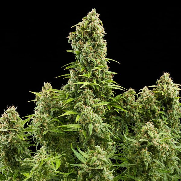 DIESEL AUTO X10 ROYAL QUEEN SEEDS-4