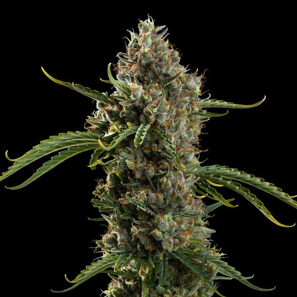 DIESEL AUTO X 3 ROYAL QUEEN SEEDS-3