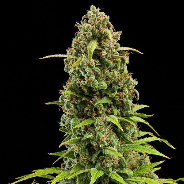 DIESEL AUTO X 3 ROYAL QUEEN SEEDS-5