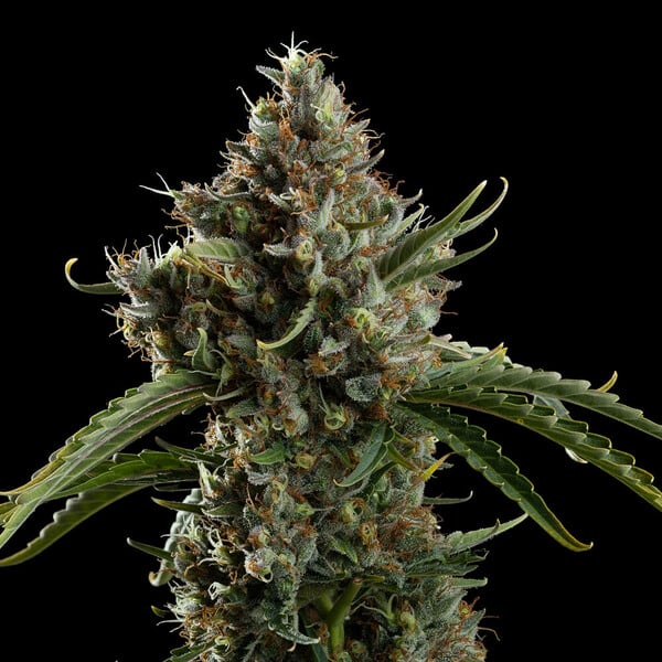 DIESEL AUTO X10 ROYAL QUEEN SEEDS-3
