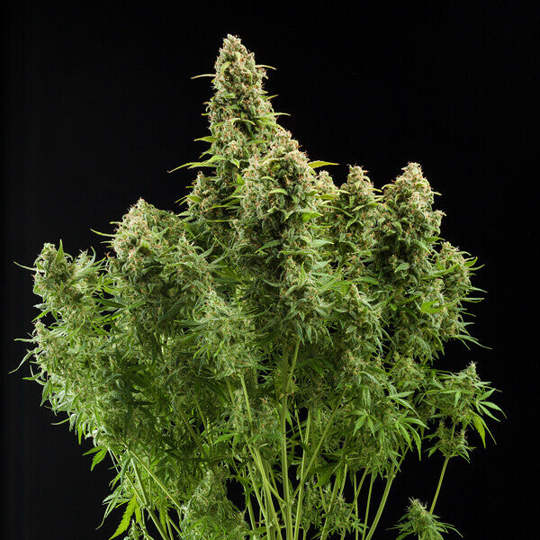 DIESEL AUTO X 3 ROYAL QUEEN SEEDS-4