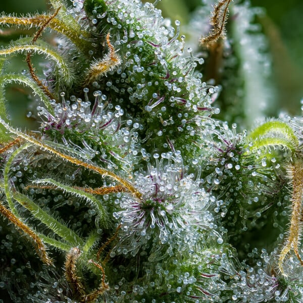 DIESEL AUTO X10 ROYAL QUEEN SEEDS-7