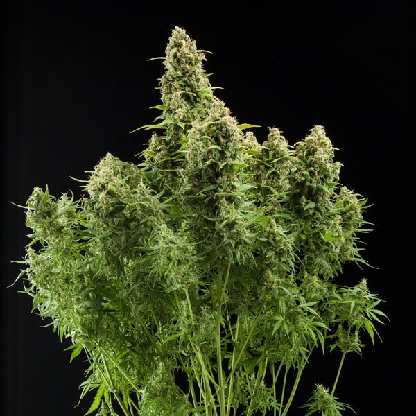 DIESEL AUTO X10 ROYAL QUEEN SEEDS-6