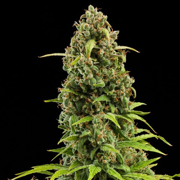 DIESEL AUTO X10 ROYAL QUEEN SEEDS-5