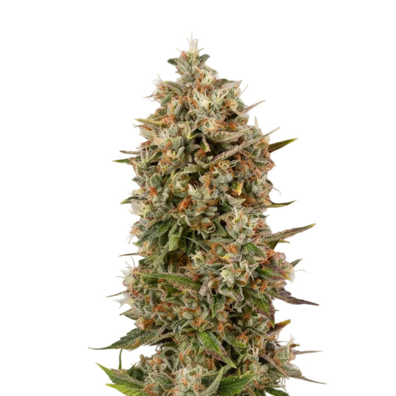 Petróleo Cookie Auto GRANELSEEDS-1