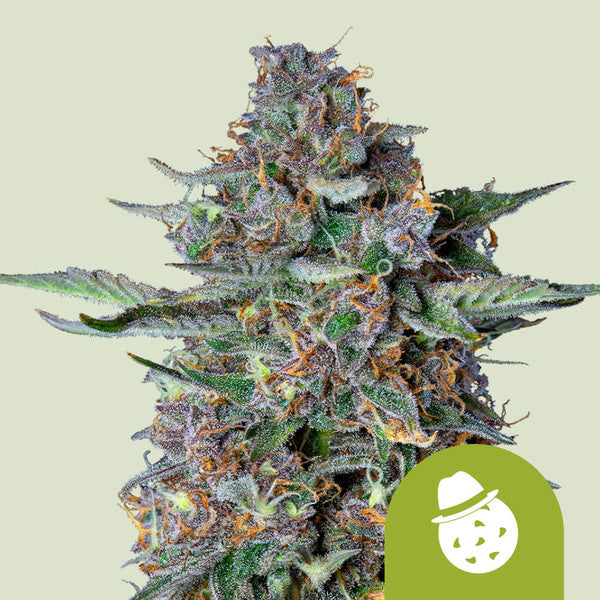 DO-SI-DOS AUTO X5 ROYAL QUEEN SEEDS-1
