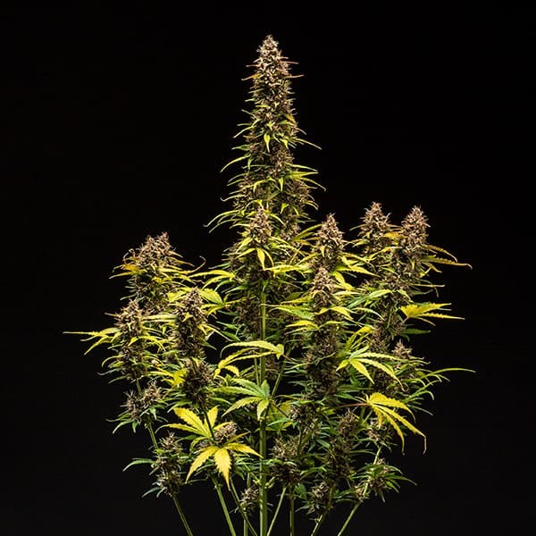 DO-SI-DOS AUTO X1 ROYAL QUEEN SEEDS