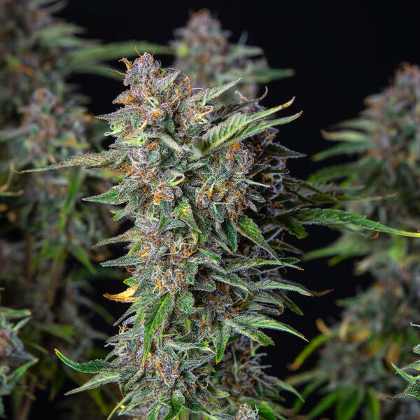 DO-SI-DOS AUTO X5 ROYAL QUEEN SEEDS-6