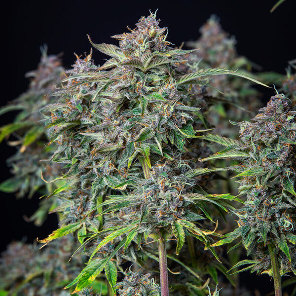 DO-SI-DOS AUTO X5 ROYAL QUEEN SEEDS-5