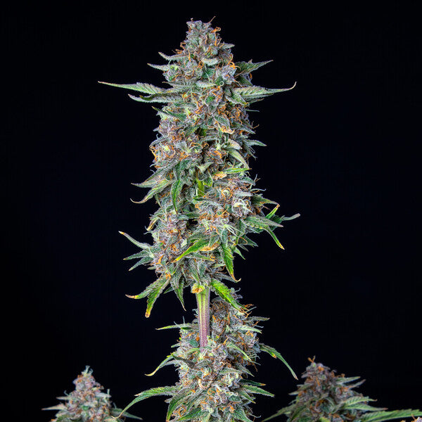 DO-SI-DOS AUTO X3 ROYAL QUEEN SEEDS