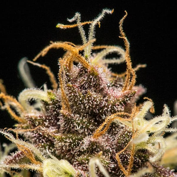 DO-SI-DOS AUTO X5 ROYAL QUEEN SEEDS-3