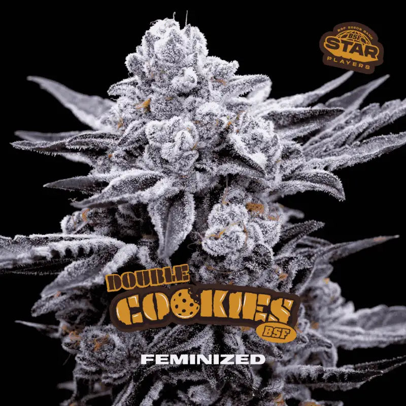 HIGH VOLTAGE FEM MIX X12 BSF SEEDS-4