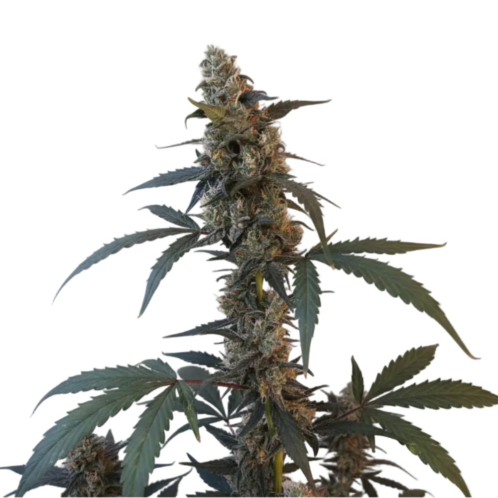 BUBBLE GUM AUTO GRANELSEEDS