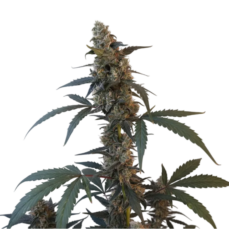 BUBBLE GUM AUTO - GRANELSEEDS-1