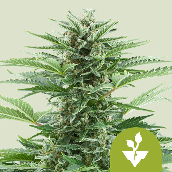 EASY BUD AUTO X1 ROYAL QUEEN SEEDS