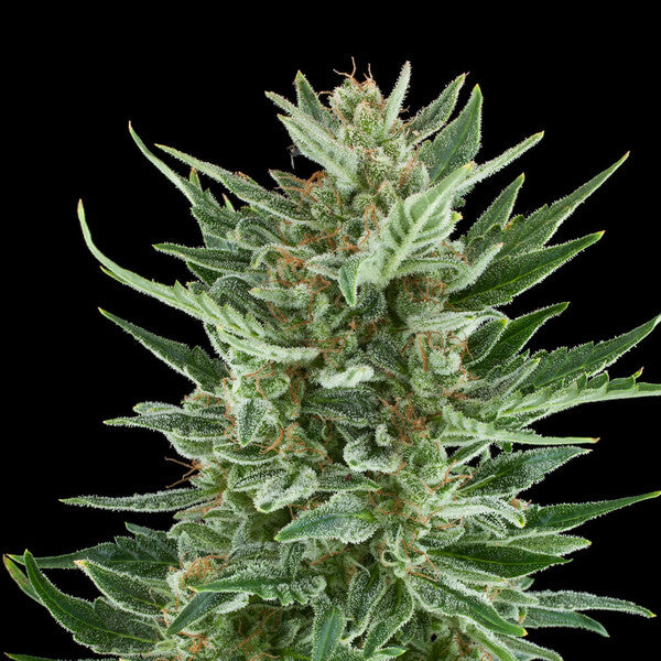 EASY BUD AUTO X3 ROYAL QUEEN SEEDS-5