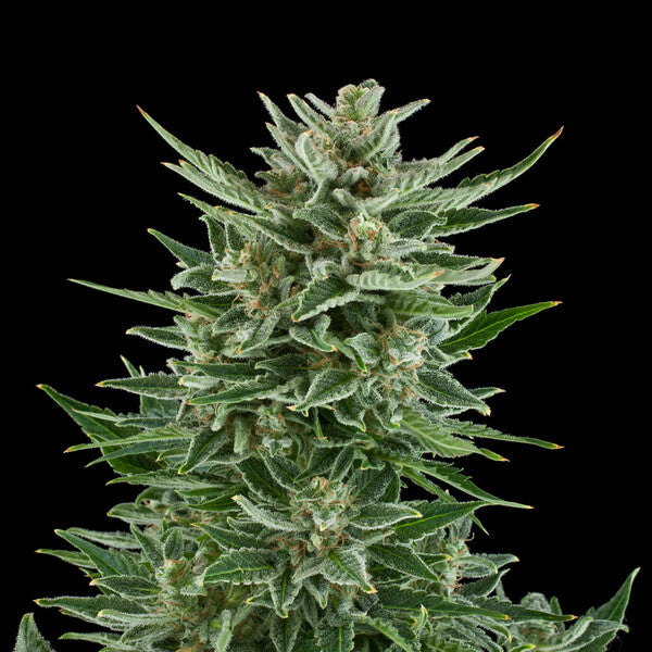 EASY BUD AUTO X3 ROYAL QUEEN SEEDS-3