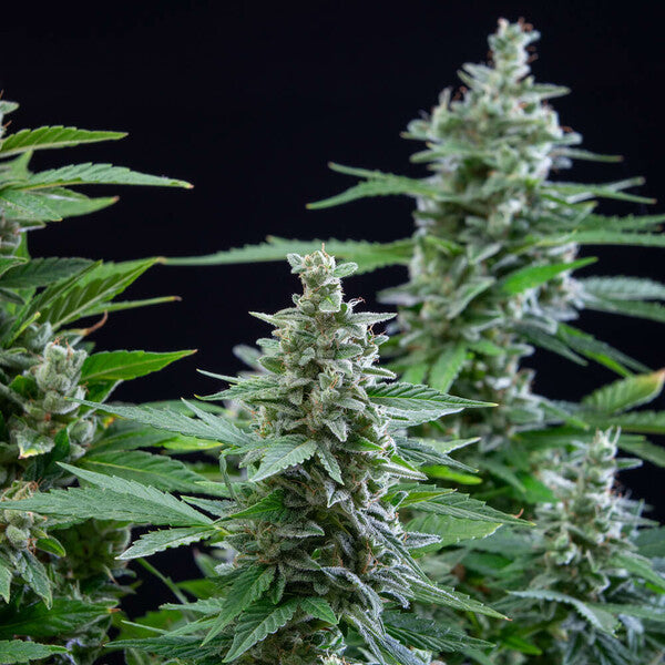 EASY BUD AUTO X3 ROYAL QUEEN SEEDS-4