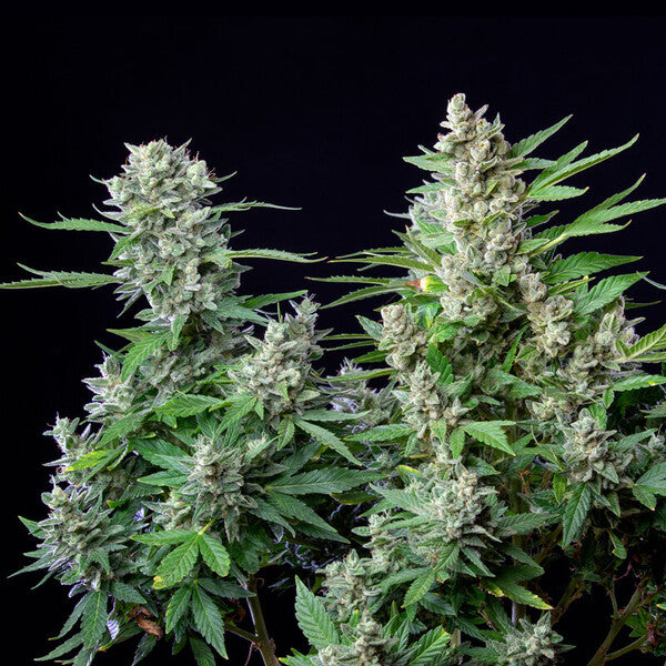 EASY BUD AUTO X3 ROYAL QUEEN SEEDS-6