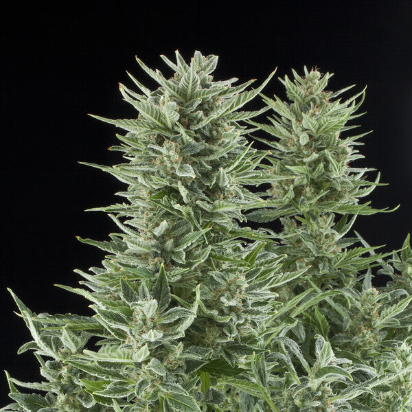 EASY BUD AUTO X3 ROYAL QUEEN SEEDS-2