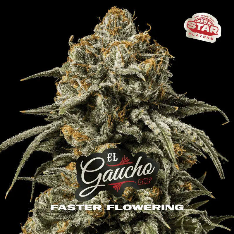 EL GAUCHO FASTER X12 BSF SEEDS-3