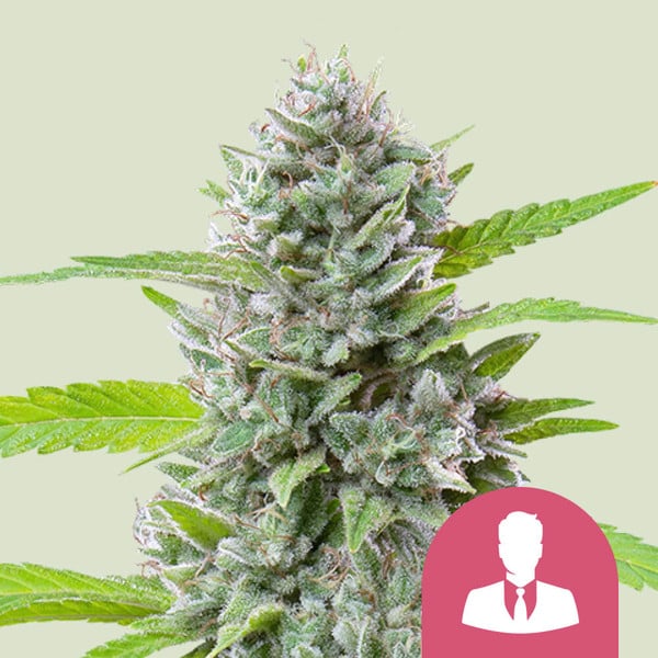 EL PATRON FEM X3 ROYAL QUEEN SEEDS-1
