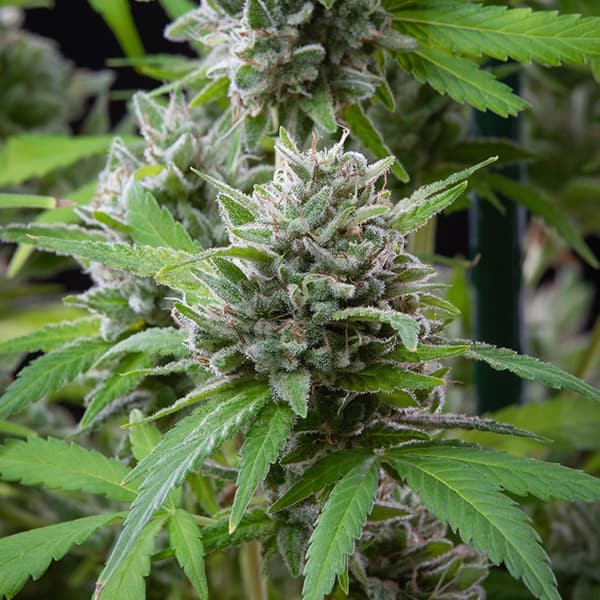EL PATRON FEM X1 ROYAL QUEEN SEEDS-3