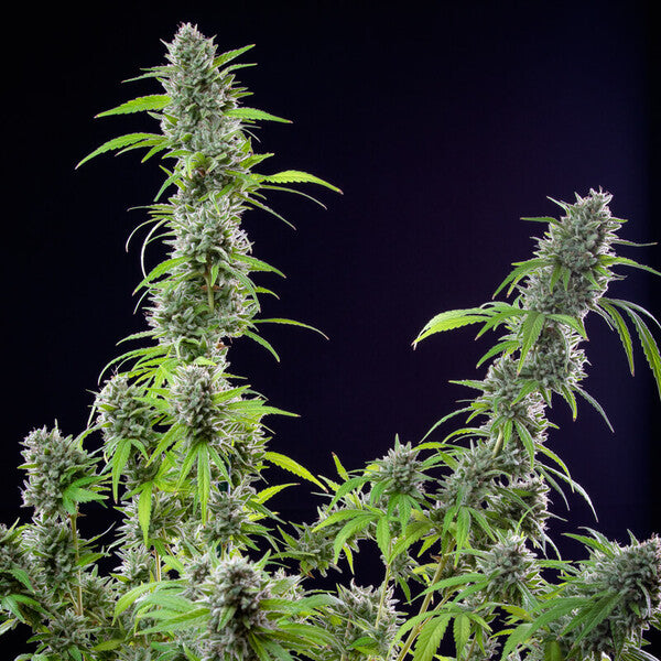 EL PATRON FEM X3 ROYAL QUEEN SEEDS