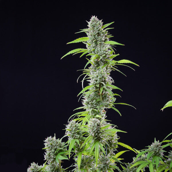 EL PATRON FEM X3 ROYAL QUEEN SEEDS-4